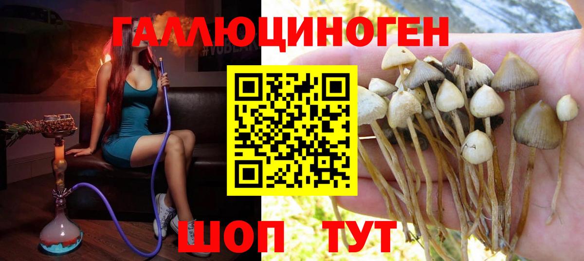 Кохма  Псилоцибиновые грибы Psilocybe  Псилоцибиновые грибы ЛСД  Вход с VPN 