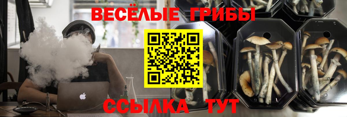 Псилоцибиновые грибы Psilocybine cubensis Кохма